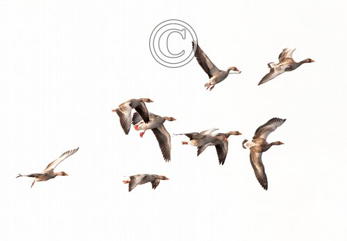 Greylag Geese in Flight 1 DM0397